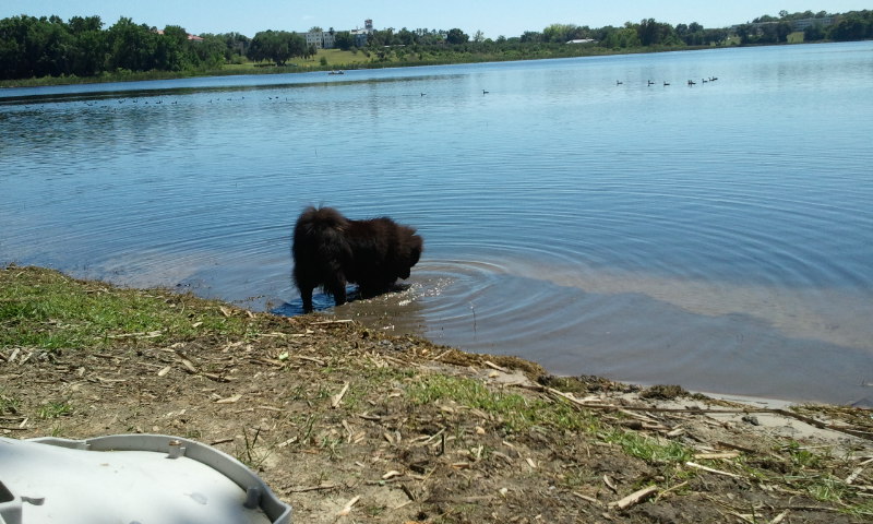 Maximus Aurelius Adrian